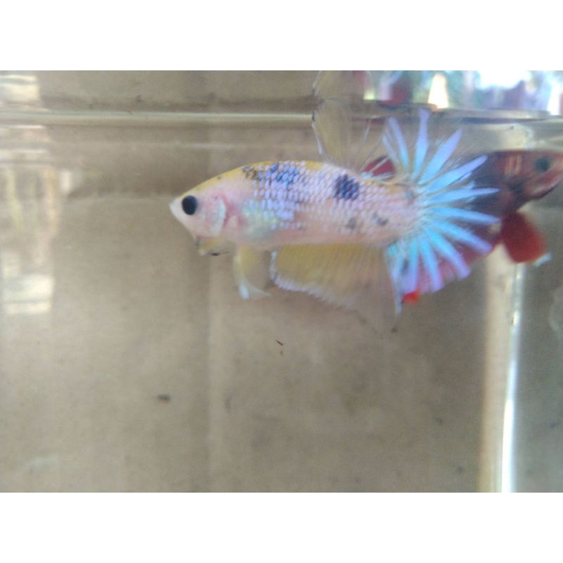ikan cupang fancy yellow, Red, dan multicolor bukan anakan size M usia 4bln up foto real PICK