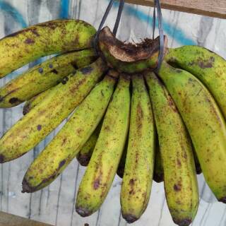  Pisang  barangan  medan no 3 per sisir sedang Shopee 