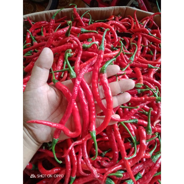 

cabe kriting