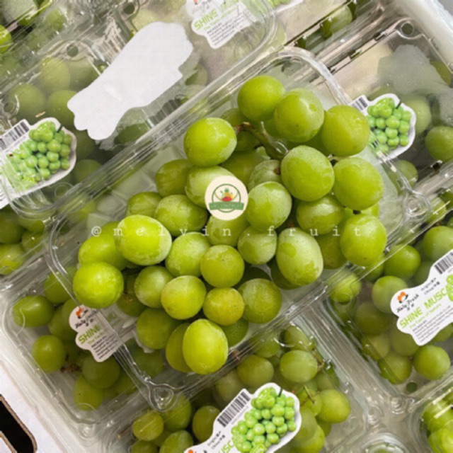 

Anggur Shine muscat 500gr fresh