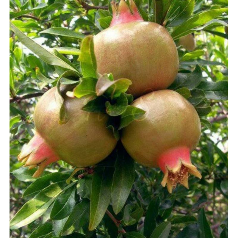 BIBIT BUAH DELIMA PUTIH/Bibit Delima Putih (Delima putih)