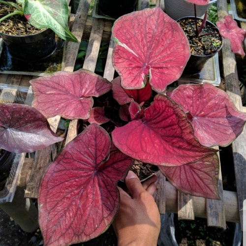 red jaguar/tanaman caladium red jaguar/keladi merah jaguar(bisa cod)