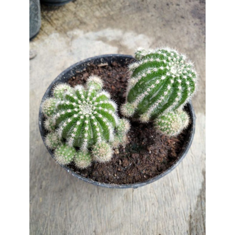 kaktus monyet besar dan fero double besar