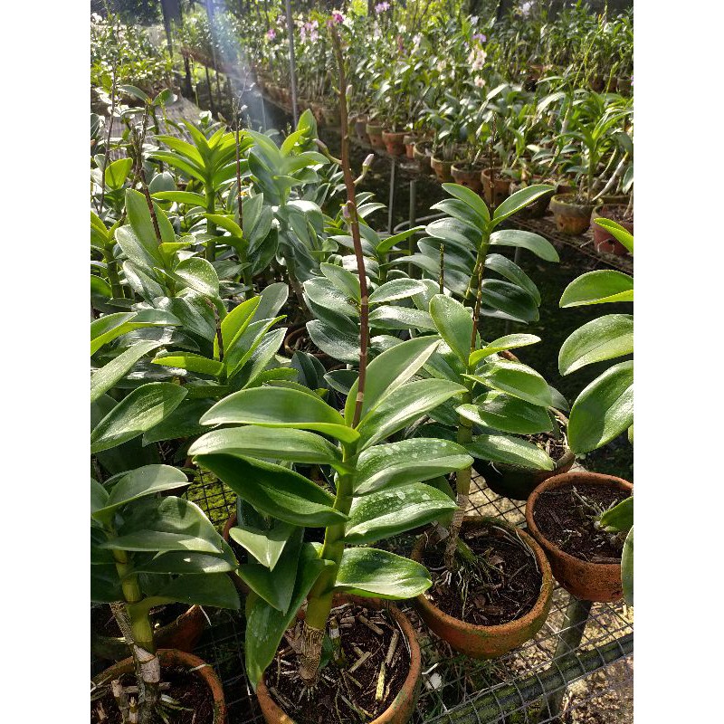 PAKET 10 ANGGREK DENDROBIUM BERBUNGA