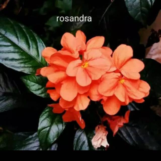 Pohon hias crosandra