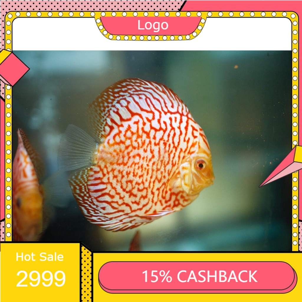 Discus Pigeon Tiger ( Ikan )