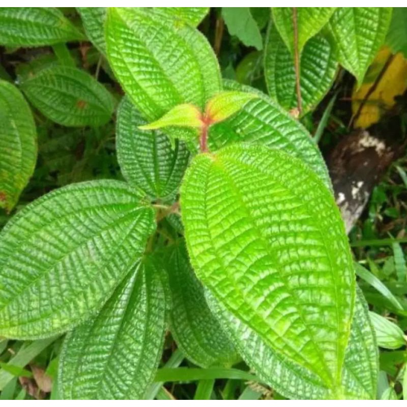 

Daun Harendong Bulu Segar Per 1 Kg