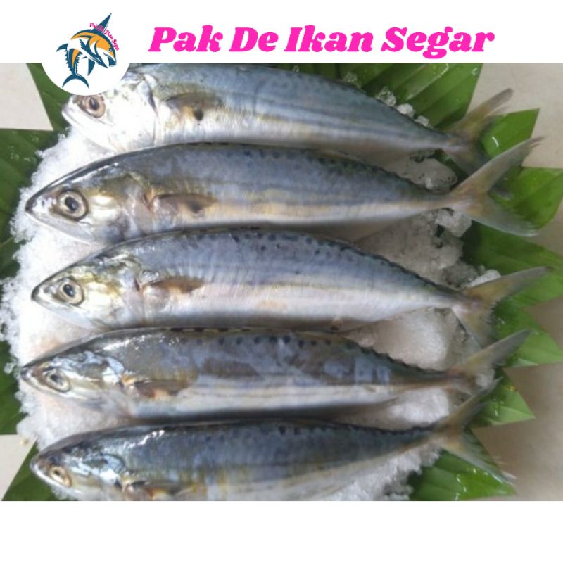 

Ikan Kembung Banjar Segar.
