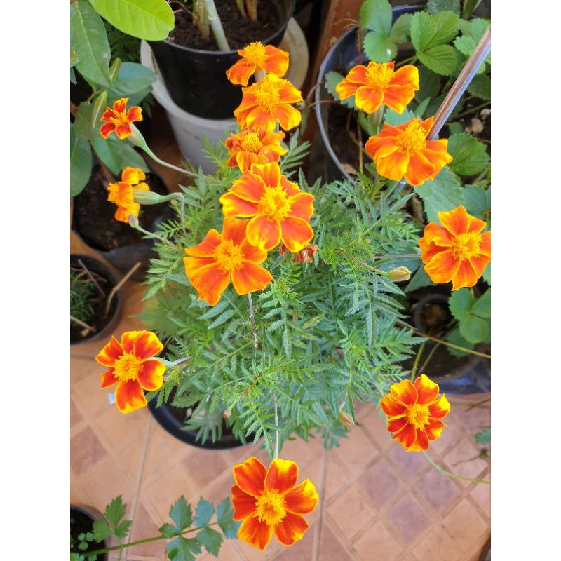 marigold.benih.biji.