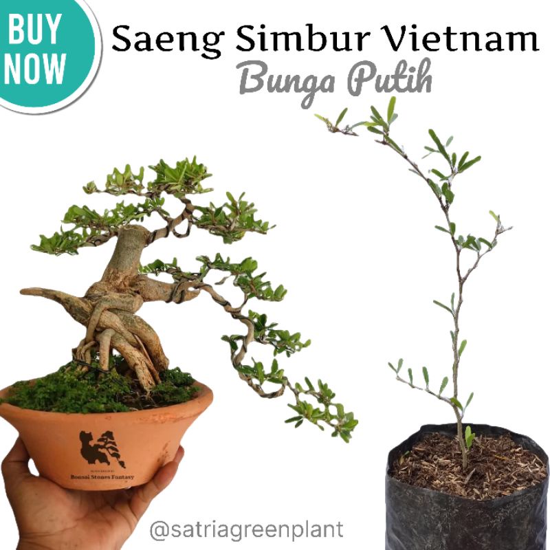 Saeng Simbur Bunga Putih