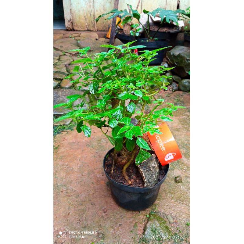bonsai lantana