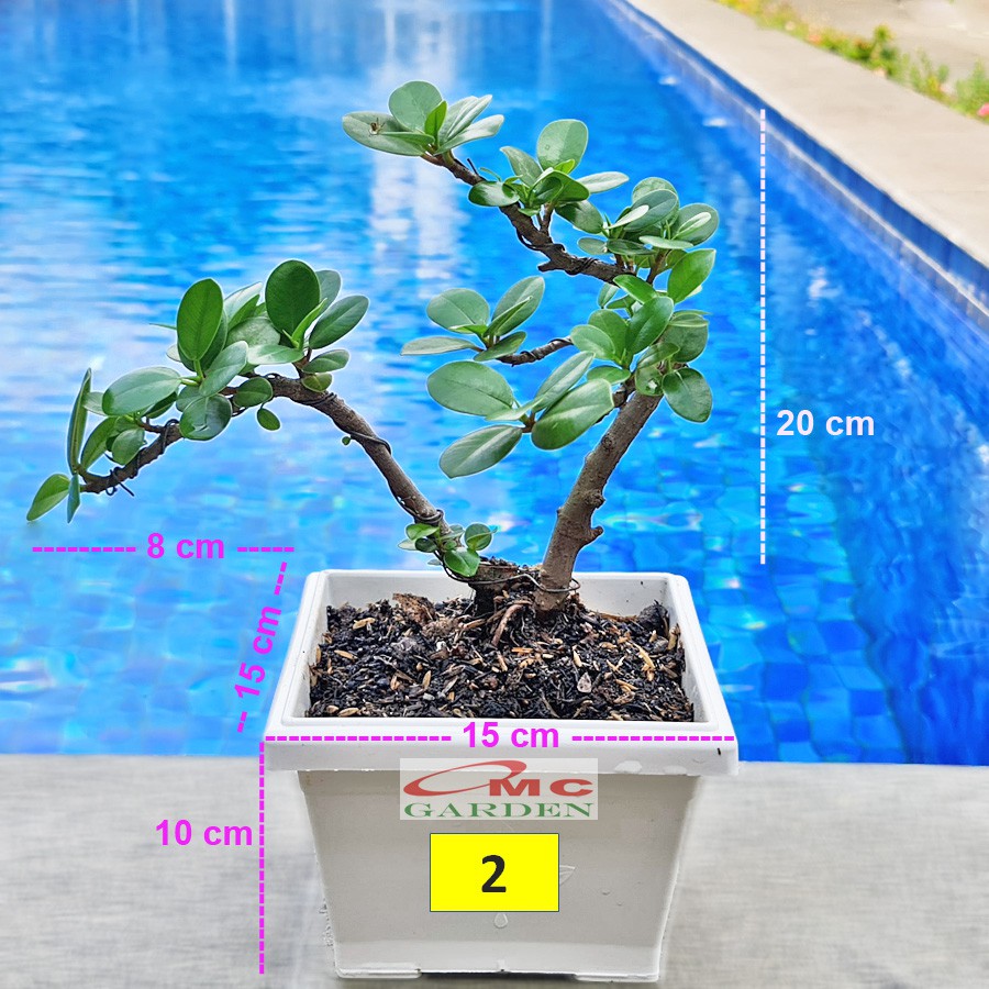 Tanaman Hias Pohon Bonsai Mame Beringin Korea Mini Dolar B-BK-012