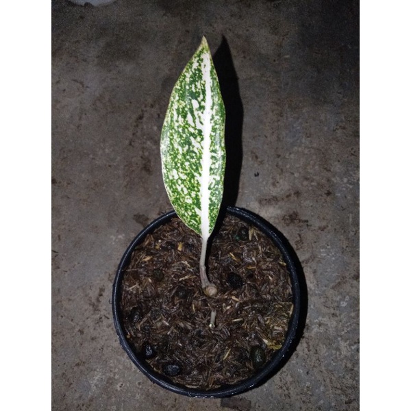 aglonema baby legacy mutiara