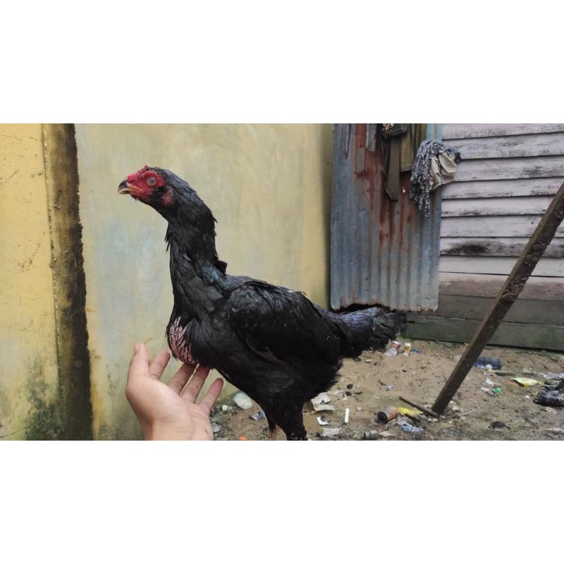 

Telur fertil ayam biang bangkok x Pakhoy terlaris