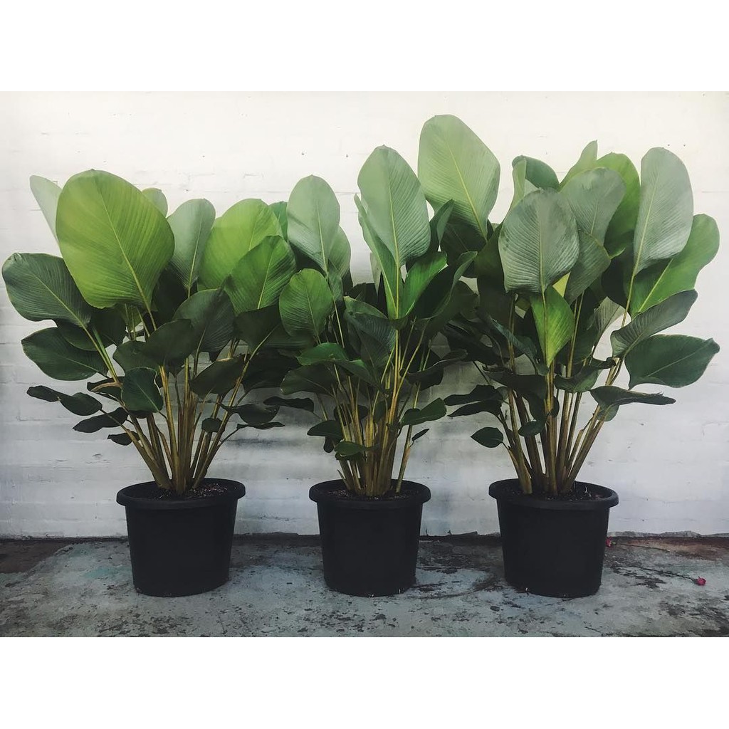 Tanaman Pisang Calathea / Calathea Lutea