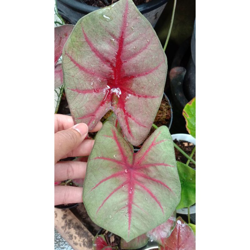 TANAMAN HIAS CALADIUM RED GUAVA IMPORT ANAKAN