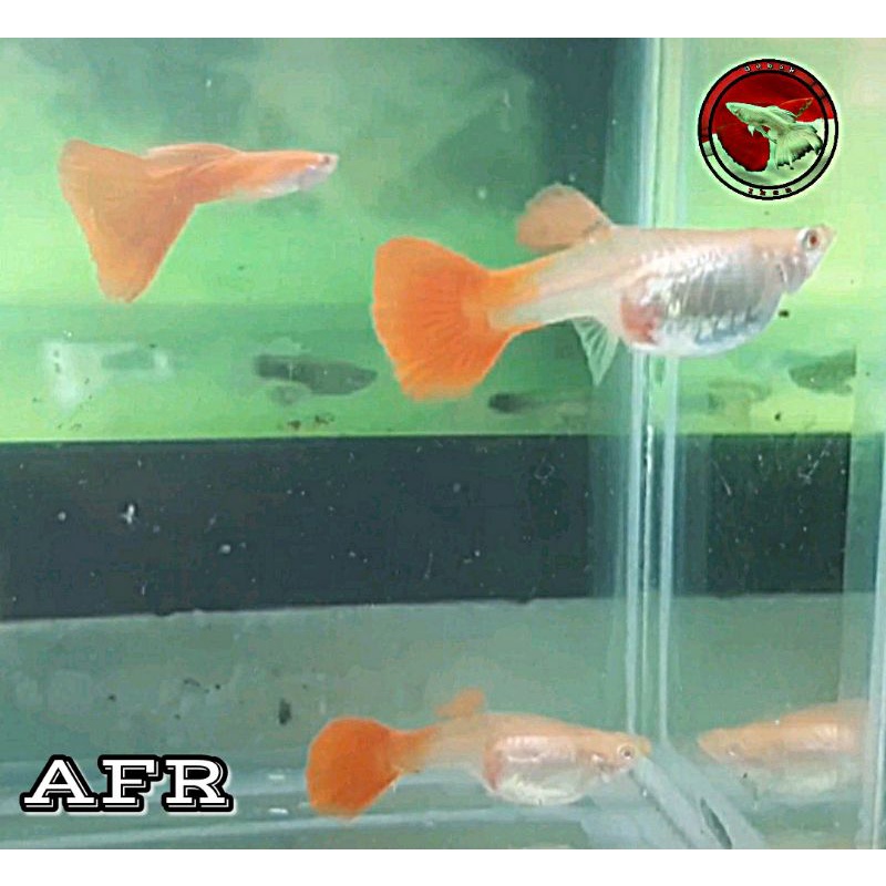 

Ikan Guppy AFR Sepasang