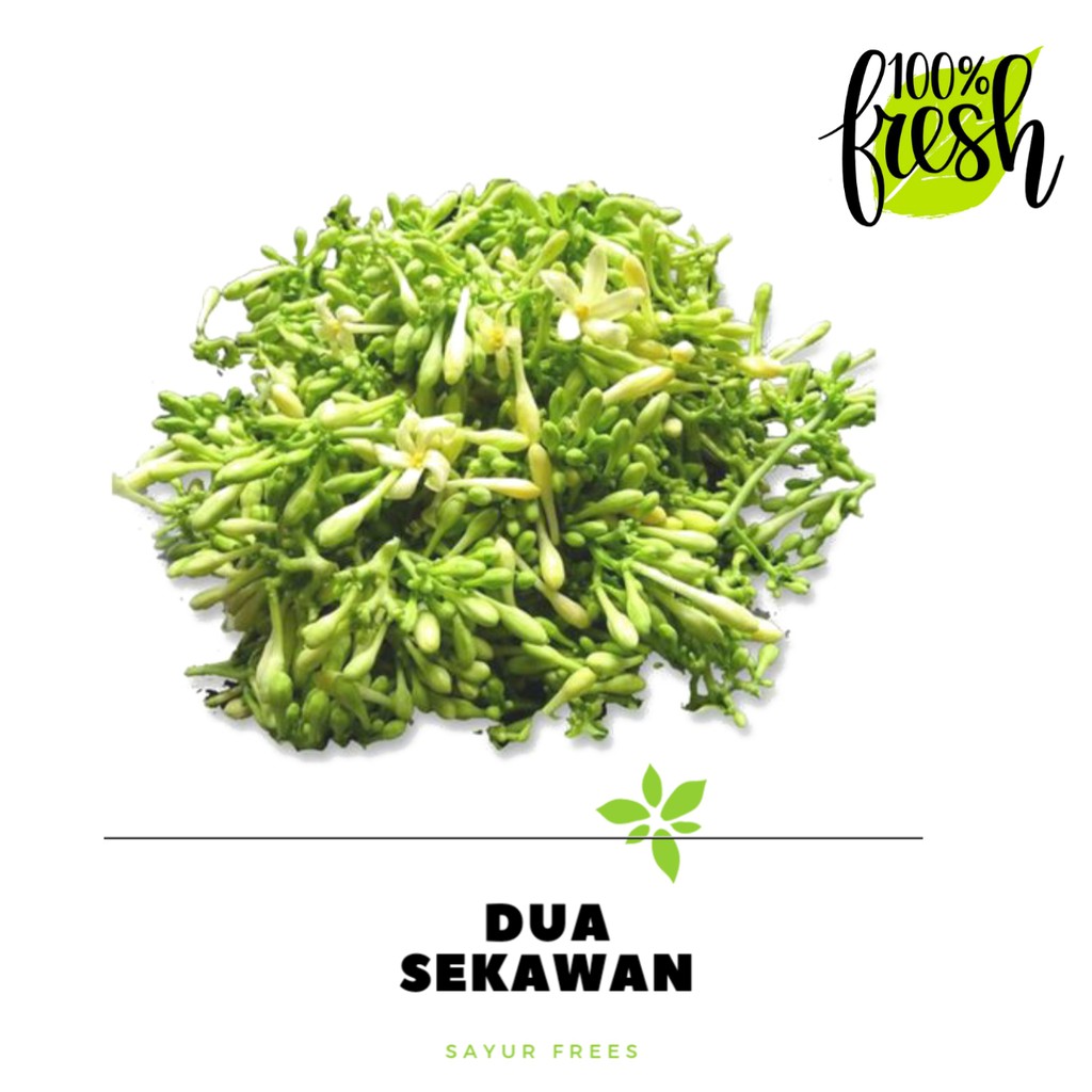 

Dua Sekawan | bunga kembang peapya