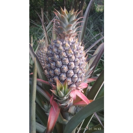 

Buah Nanas Madu 4buah