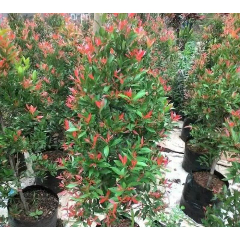Tanaman/pohon hias outdor pucuk merah