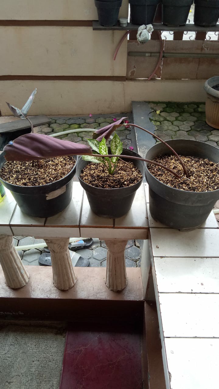 Tanaman Hias Calathea Black Lipstik - Meranti Papua