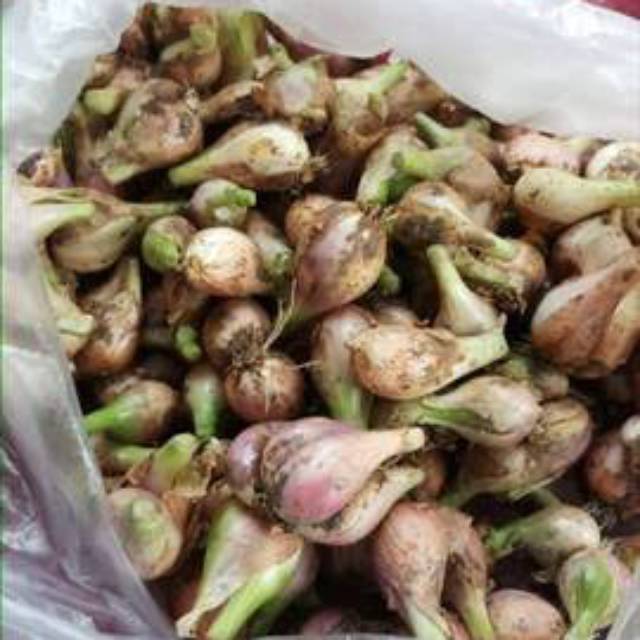 

Bawang sumenep 250 gram bandung