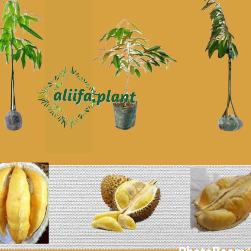 Paket durian kaki 3 (bawor, musang king, monthong) hasil okulasi bisa berbuah dalam pot