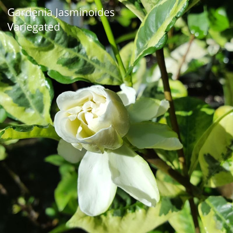 Tanaman Gardenia Jasminoides Variegated