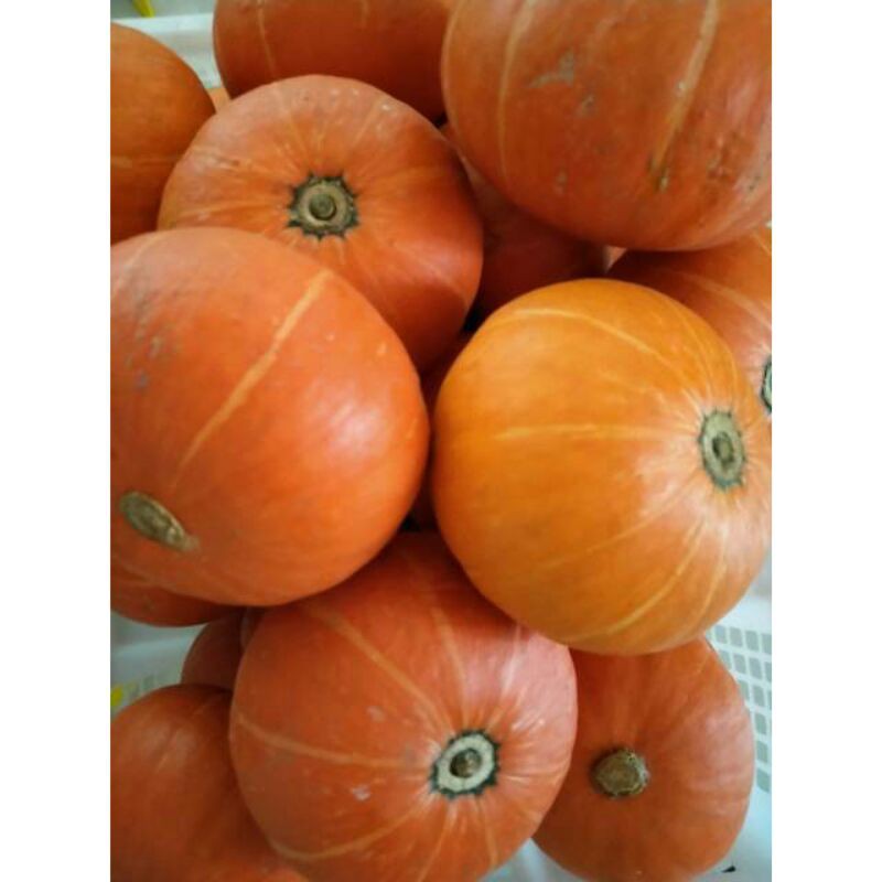 

labu kuning kambocha 1 buah