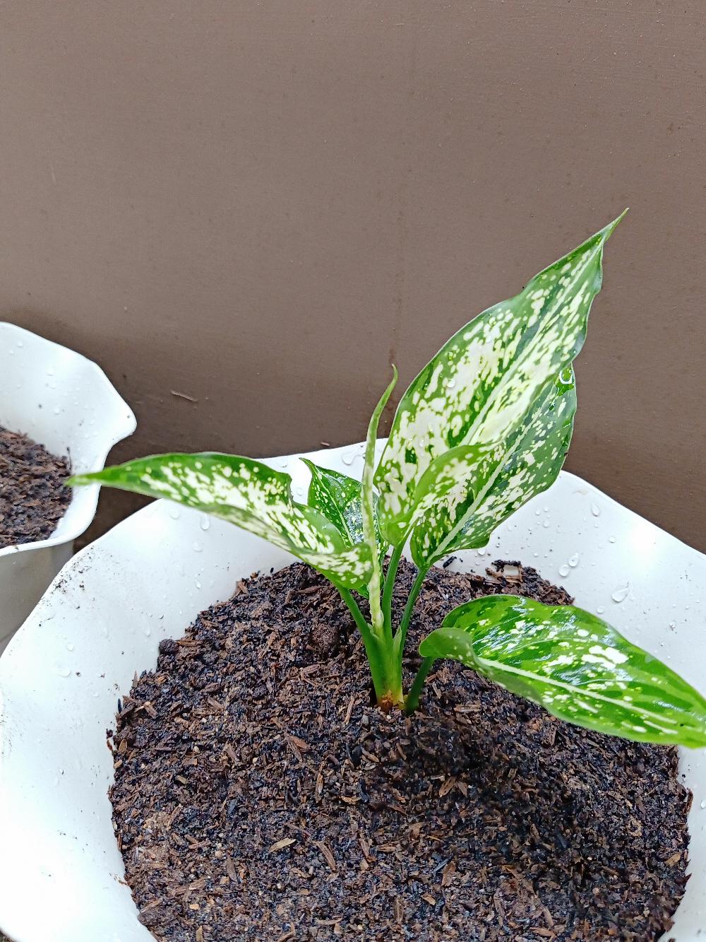 Jual Tanaman Aglonema Snowhite Dengan Harga Yang Pastinya Terjangkau Melayani Partai Maupun Ecer