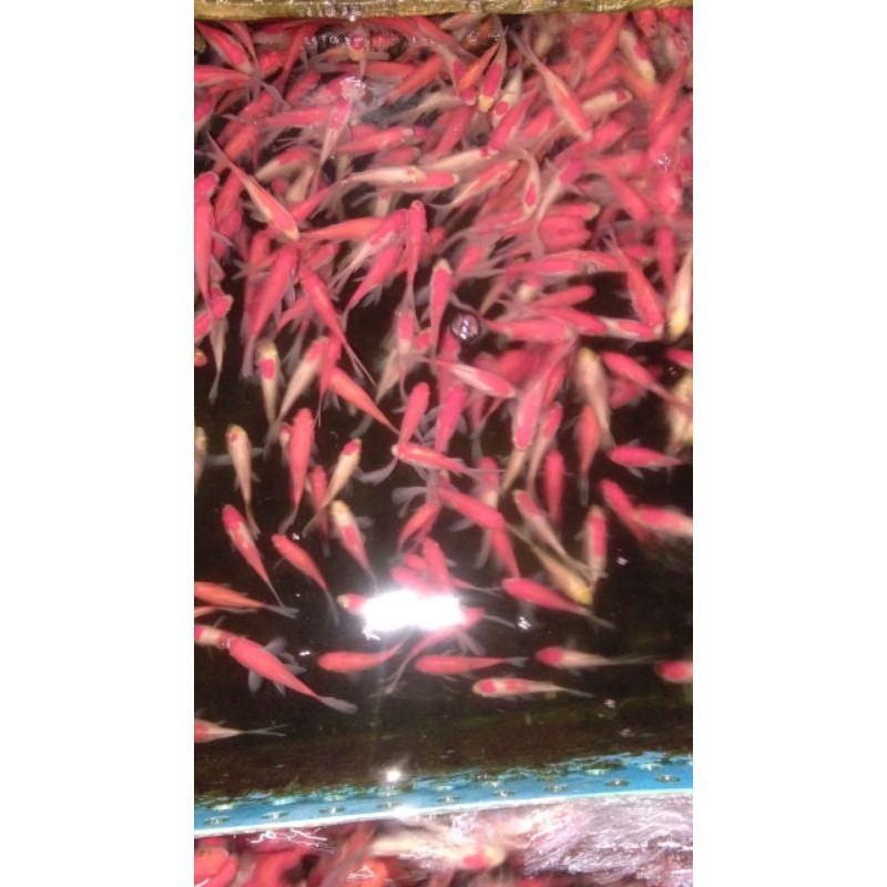 

Ikan Komet