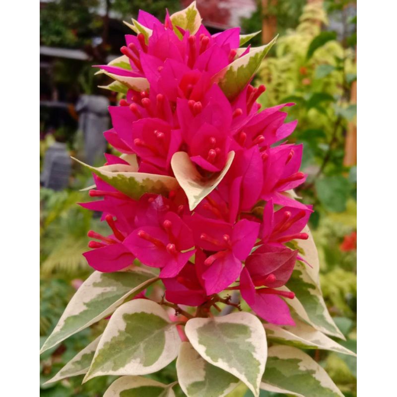 Tanaman hias Bunga Bougenville Singapore varigata/Bougainville Singapore varigata sambung pucuk