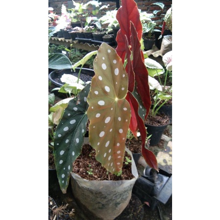 Begonia Maculata/ begonia Polakadot
