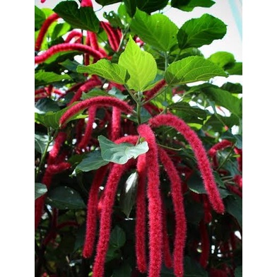 Bibit Ekor Kucing Pohon/Tanaman Hias Ekor Kucing Pohon