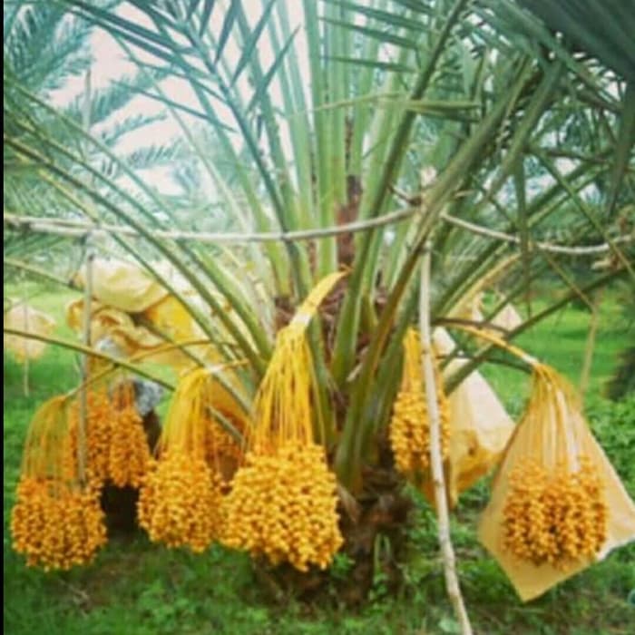 bibit pohon kurma - jantan dan betina