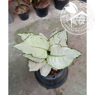 PROMO bonggol aglonema super white pohon aglonema super white