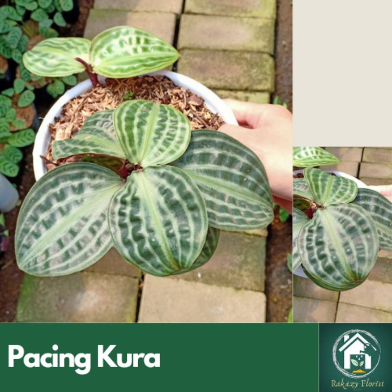 Tanaman Hias Labisia Turtle / Pacing Kura