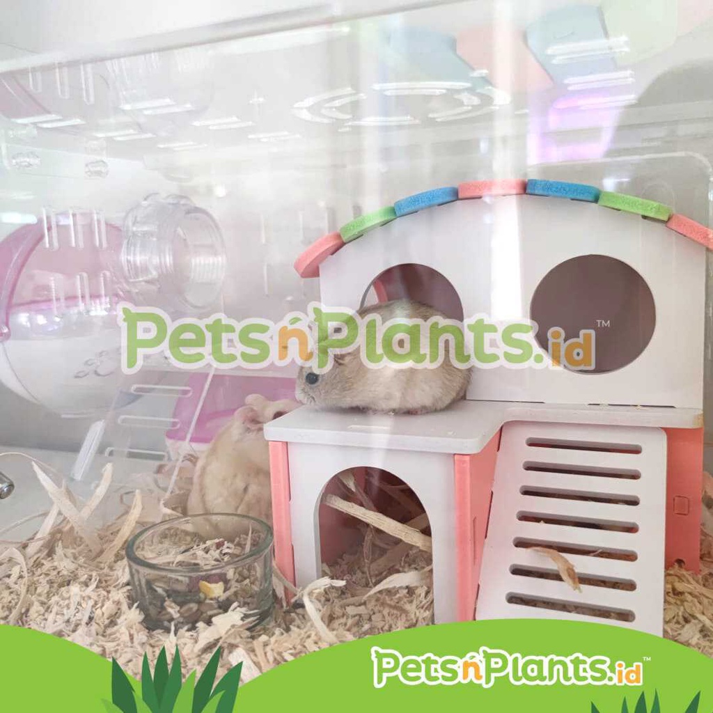 Kandang Hamster Akrilik Acrylic Cage Crystal Clear Import  35 x 25 x 25 cm