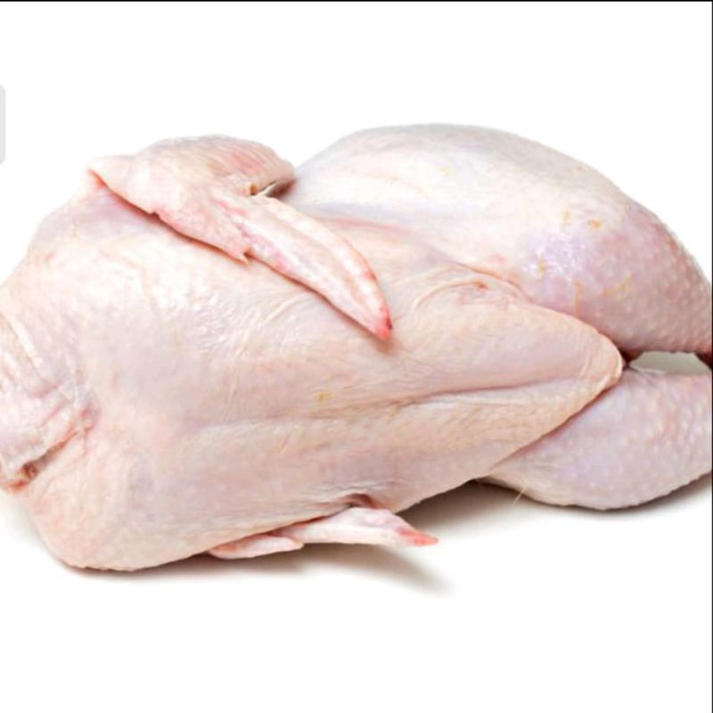 

Ayam Potong Segar Ukuran Sedang Per 1 Ekor