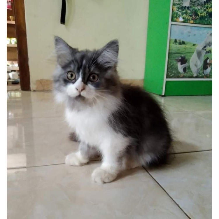 kucing Persia umur 2 bulan