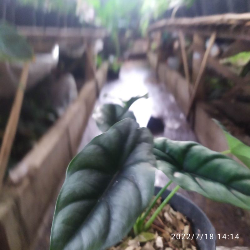 tanaman hias alocasia reversa || alokasia reversa