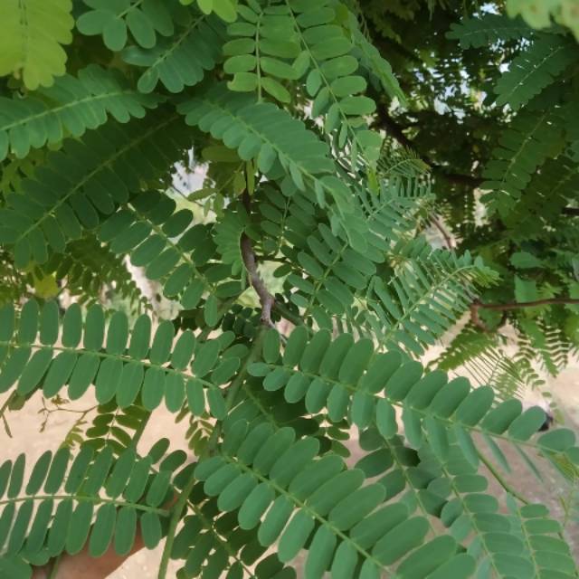 

Daun Asam jawa segar 500gr