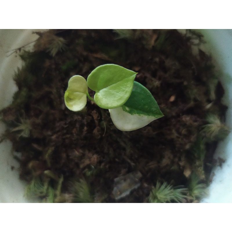 Anthurium clarinervium varigata | kuping gajah tarantula varigata
