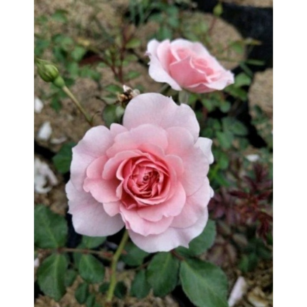 Mawar import ROSARIO