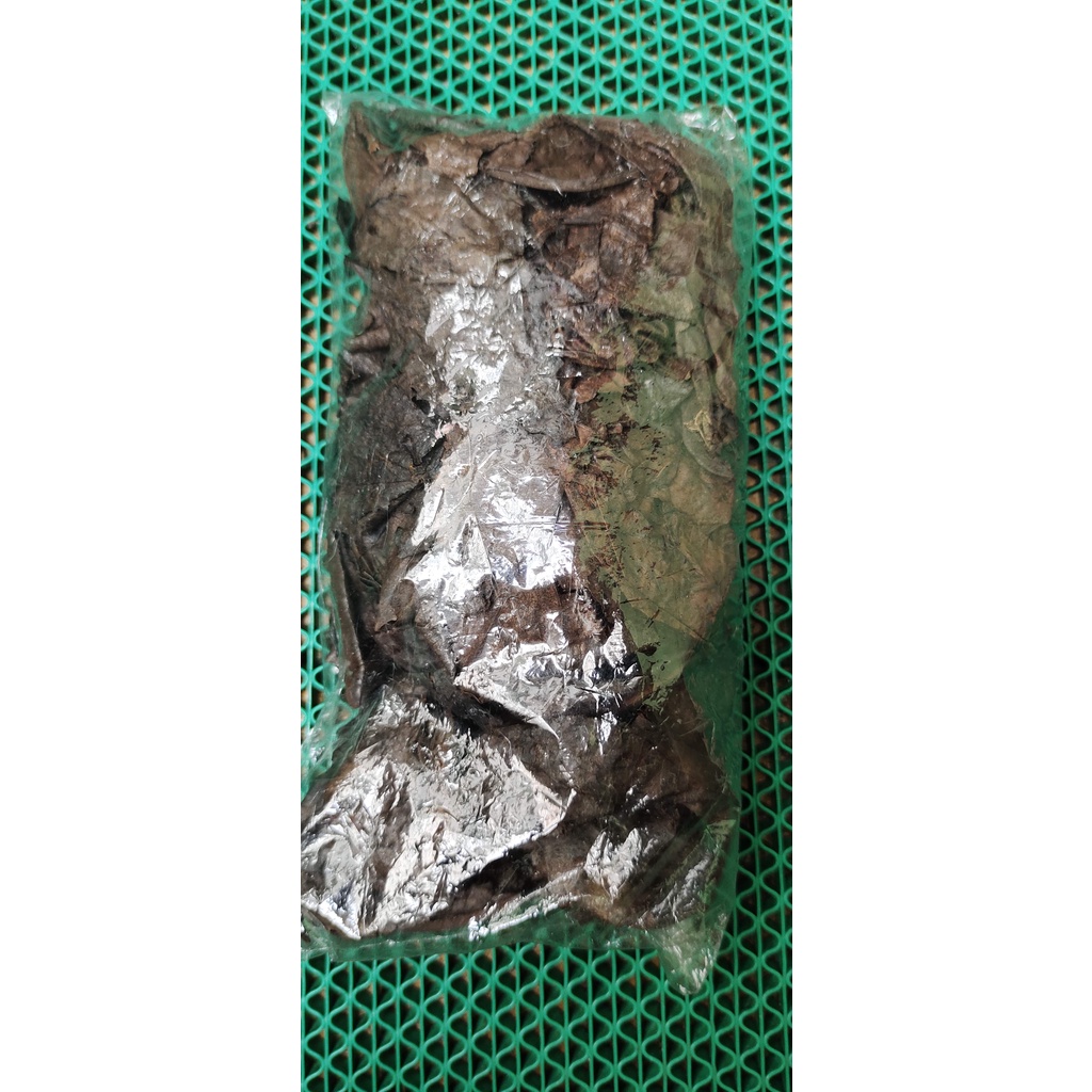 Daun Ketapang Laut Olahan Fermentasi Spesial Super Pekat 100% Ketapang Laut Berat 30 Gram