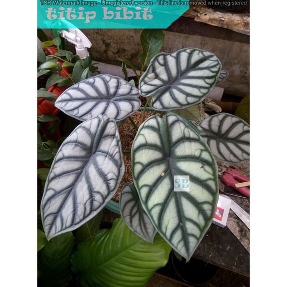 Paket 4 Tanaman Alocasia Koleksi silver, cuprea, black velvet &amp; tengkorak hijau BERGARANSI