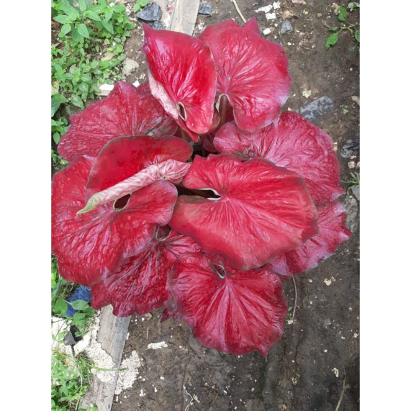 keladi stardust / caladium 01/ caladium red stardust