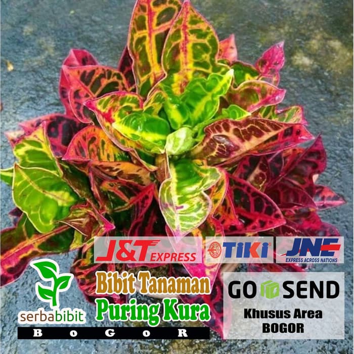 Bibit Tanaman Puring Kura - Pohon Bunga Puring Kura- Daun Puring Kura