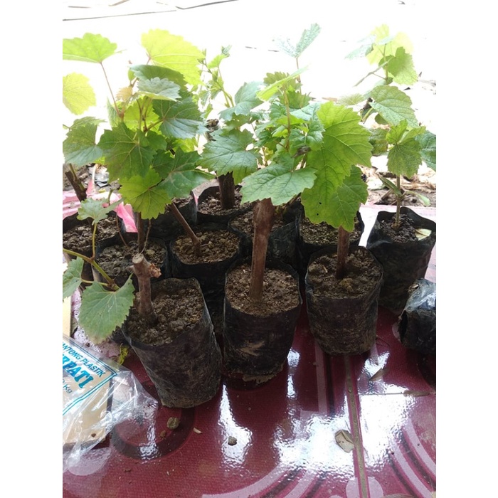 Bibit Anggur Amos Import Grafting