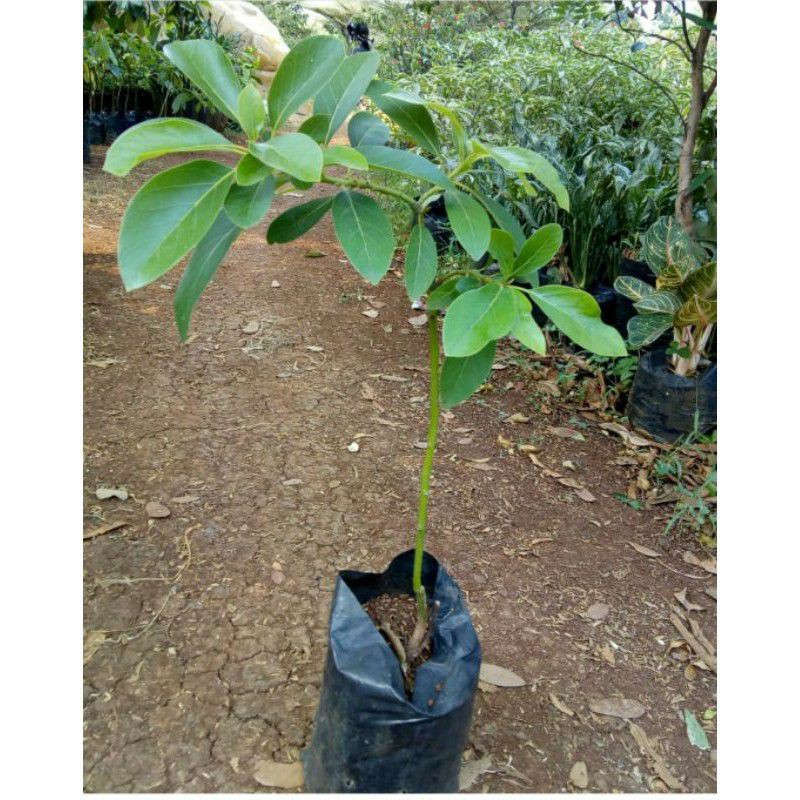 Bibit Tanaman Buah Alpukat Yamagata-Bibit Tanaman Buah Alpukat Sambung Yamagata